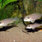 Xenotilapia boulengeri Isanga