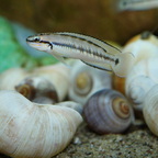 Telmatochromis vittatus shell