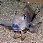Was guckst Du ? Xenotilapia boulengeri