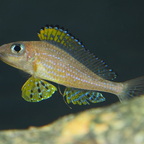 Xenitilapia papilio Kanoni