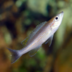 Paracyprichromis brieni Rumonge, junges Männchen