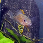 Xenotilapia papilio Kanoni