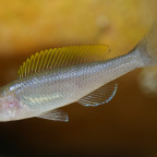Fischbabies - Cyprichromis leptosoma Mpulungu