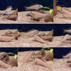 Imponierende Xenotilapia boulengeri Männchen