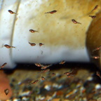 1 Woche alter Triglachromis-Nachwuchs nach Artemia Mahlzeit
