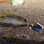 Neolamprologus speciosus Kizike