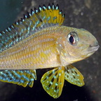 Xenotilapia papilio Kanoni