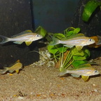 Xenotilapia papilio Kanoni