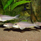 Xenotilapia boulengeri Isanga