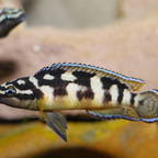 Julidochromis transcriptus Kissi