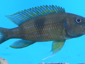 Gnathochromis permaxillaris Sambia