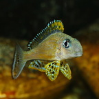 Xenotilapia papilio Kanoni