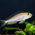 Xenotilapia boulengeri