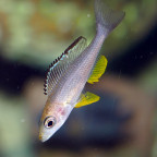 Paracyprichromis brieni Rumonge, junges Weibchen