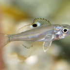 Fischbabies - Ectodus descampsii Ndole