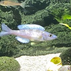 2 Minuten juveniler Balzversuche