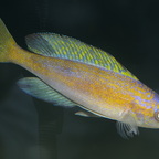 Cyprichromis microlepidotus black Kiriza