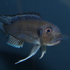 Maulbrütendes Männchen von Triglachromis otostigma