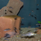 Paracyprichromis brieni Izinga-Nachwuchs
