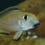 Xenotilapia boulengeri