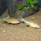 Xenotilapia papilio Kanoni