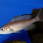 Paracyprichromis brieni Izinga Mädel