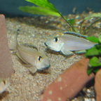 imponierende Xenotilapia boulengeri Männchen