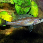 Paracyprichromis brieni Luagala Point (Mahale NP) WF