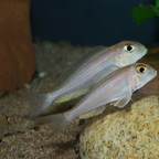 Xenotilapia boulengeri