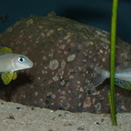 Pärchen von Xenotilapia papilio Kanoni