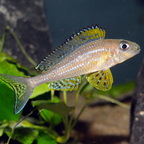 Xenotilapia papilio Kanoni