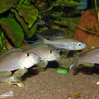 Xenotilapia boulengeri Isanga
