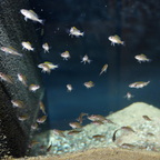 Triglachromis-Nachwuchs mit 2 cm, etwa 6 Wochen alt