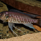 Triglachromis otostigma, adultes Männchen