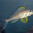 Xenotilapia papilio Kanoni