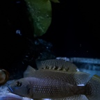 L. callipterus zeigt A. Compressiceps wer der Boss ist