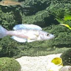 2 Minuten juveniler Balzversuche