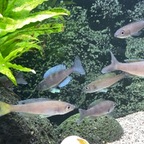 Halbstarke Cyprichromis leptosoma kekese (6-8 cm)