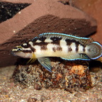 Julidochromis transcriptus Kissi