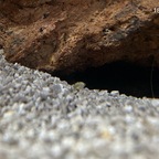 25-04-18  Trotz aller Vorsorge ist ein sumbu-Winzling ausgebüxt