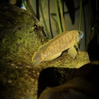 Lamprologus  callipterus Kasanga Männchen in der Sonne