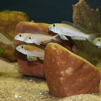 Xenotilapia boulengeri