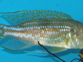 Gnathochromis permaxillaris Sambia