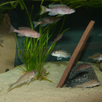 Xenotilapia caudafasciata & Paracyprichromis brieni Izinga