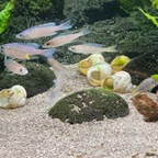 Einzug der Gladiatoren