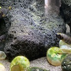 25-05-21 - Noch ist die männliche Rangordnung klar ...