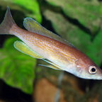 Cyprichromis pavo Mvuna