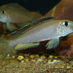 Xenotilapia boulengeri