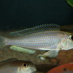 Xenotilapia boulengeri