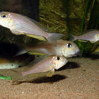 Xenotilapia boulengeri